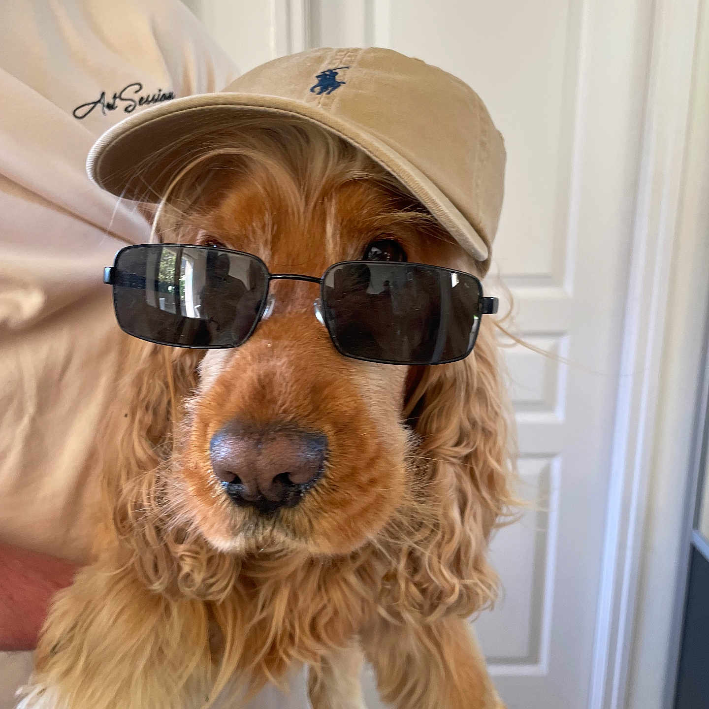 Raven a rejoint le concours — aidez-le/la à gagner de superbes lots ! animal, brown_fur, canine, casual, clothing, companion, cool, cute, dog, domestic_animal, face_accessory, friendly, funny, golden_retriever, hat, human_hand, indoor, pet, portrait, sunglasses