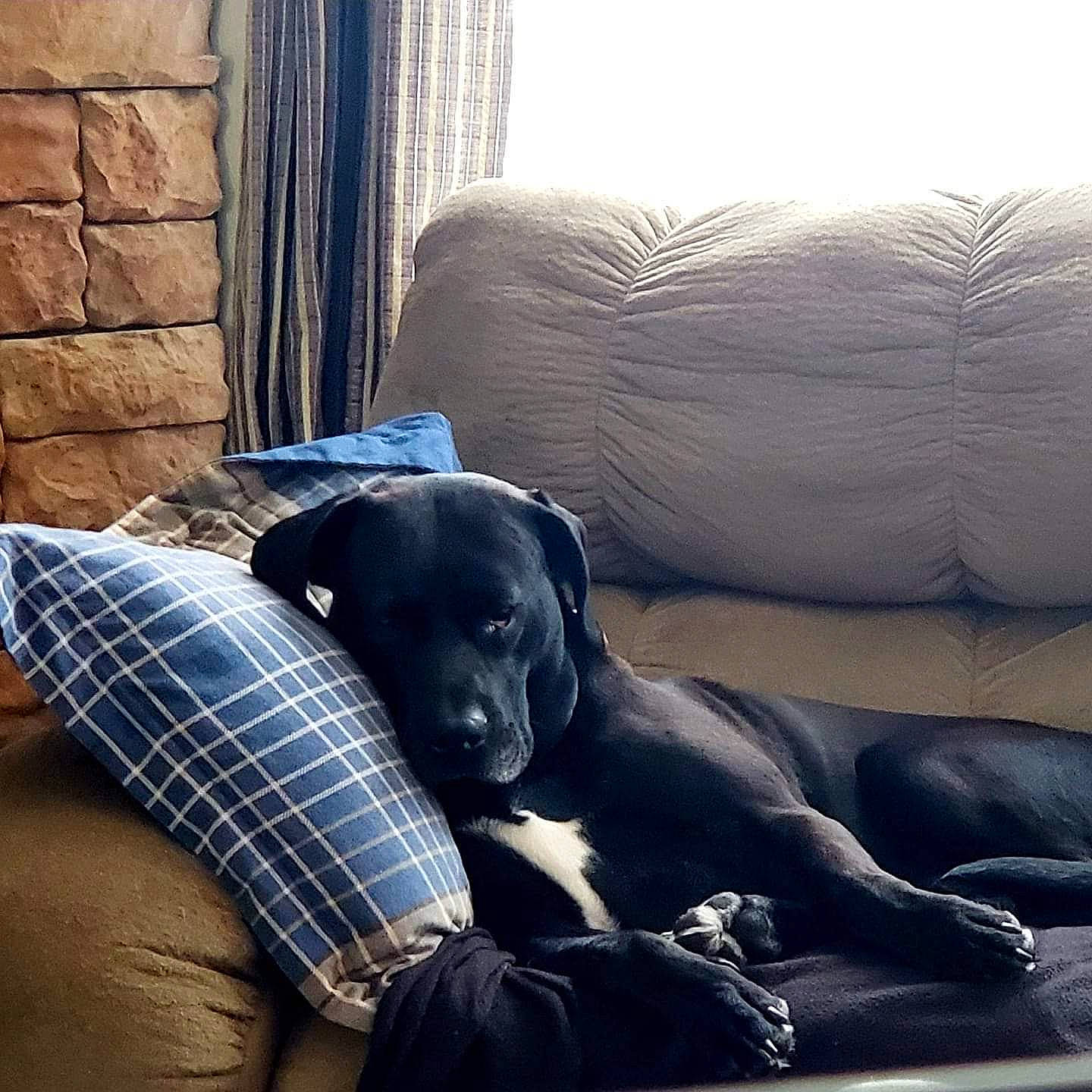 Smash is registered to the contest to win money with this photo: canidae, carnivore, collar, comfort, companion_dog, curtain, dog, dog_breed, gun_dog, labrador_retriever, mammal, pet_supply, plaid, retriever, snout, sporting_group, tartan, vertebrate, window_treatment, working_animal