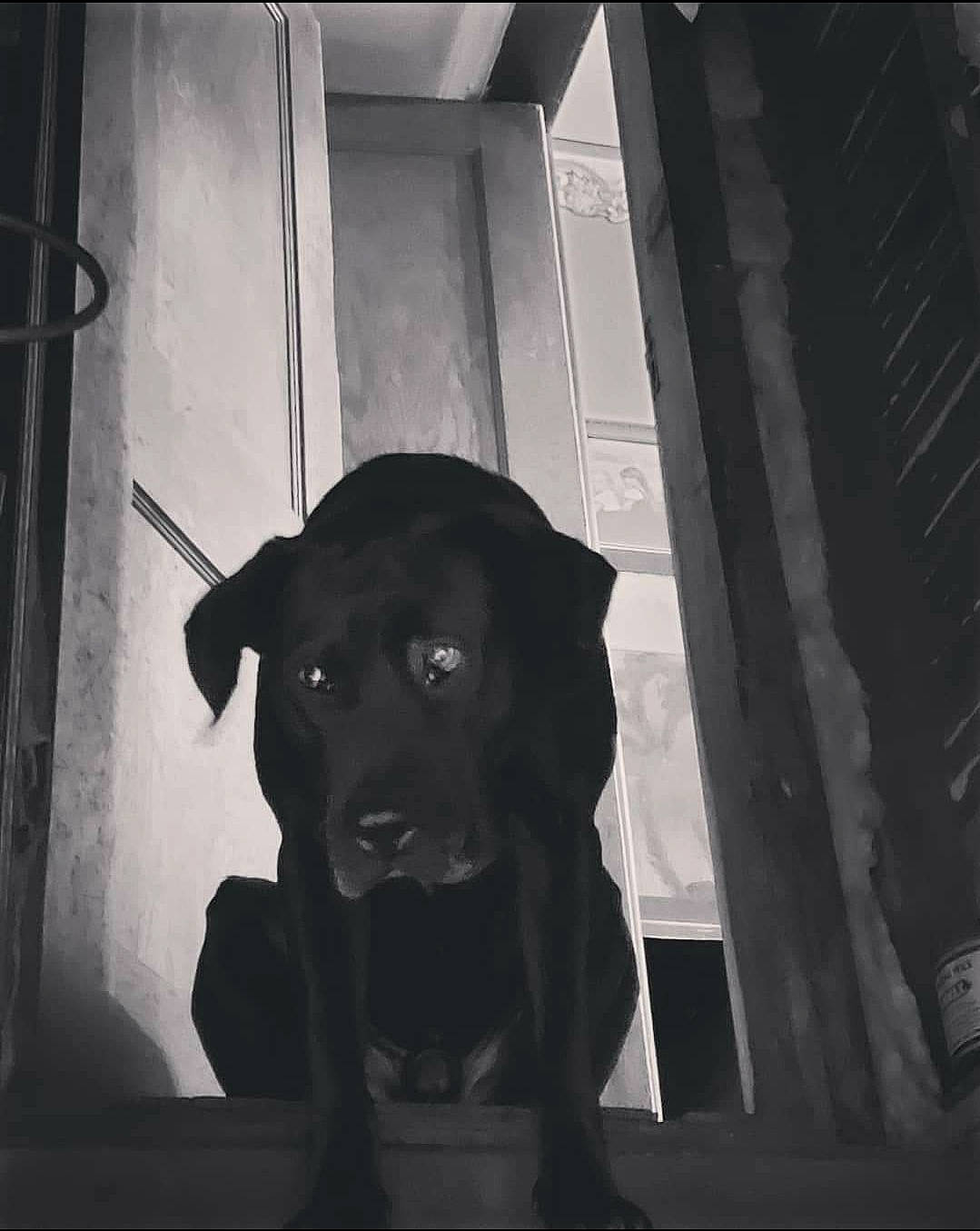 Smash is registered to the contest to win money with this photo: black, black_and_white, borador, canidae, carnivore, collar, companion_dog, dog, dog_breed, door, guard_dog, home_door, monochrome, monochrome_photography, retriever, snout, sporting_group, working_animal, working_dog