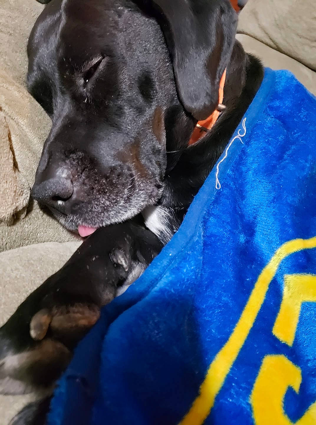 Smash is registered to the contest to win money with this photo: blue, borador, canidae, carnivore, cobalt_blue, collar, comfort, companion_dog, dog, dog_breed, dog_collar, dog_supply, electric_blue, mammal, pet_supply, snout, sporting_group, whiskers, working_animal, working_dog