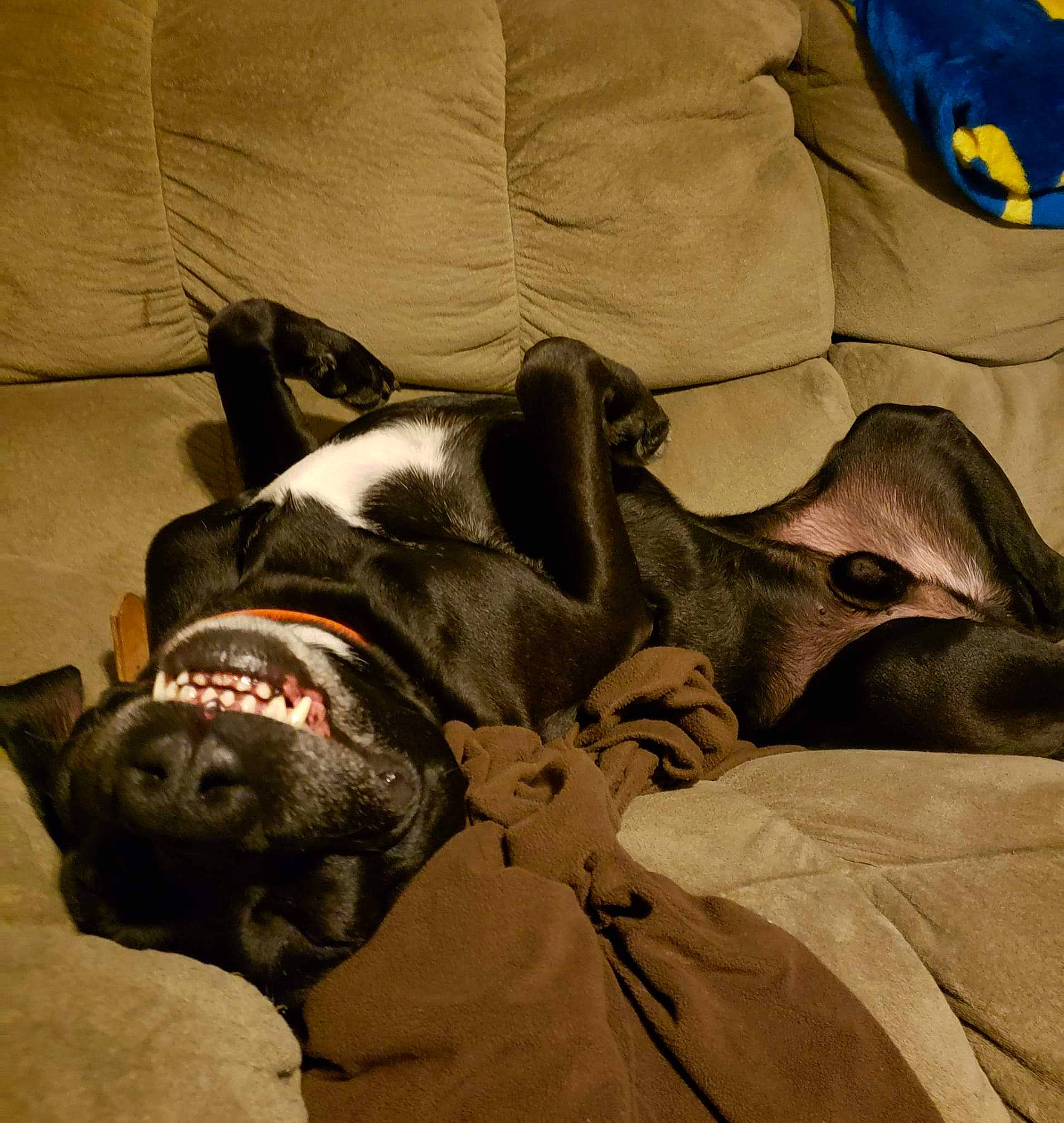 Smash joined the competition — help win amazing prizes! borador, canidae, carnivore, comfort, companion_dog, dog, dog_breed, dog_supply, liver, sleep, snout, sporting_group, working_animal, working_dog