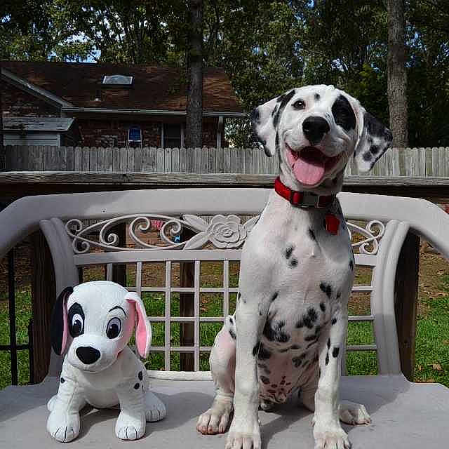 Nitro is registered to the contest to win money with this photo: