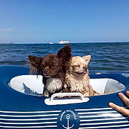 Teilla Et Tilou a rejoint le concours — aidez-le/la à gagner de superbes lots ! dog, small_dog, chihuahua, inflatable_ring, ocean, sea, water, blue_sky, boat, hand, ring, sunlight, pet, summer, floating, animal, outdoor, playful, relaxing, vacation