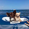 dog, small_dog, chihuahua, inflatable_ring, ocean, sea, water, blue_sky, boat, hand, ring, sunlight, pet, summer, floating, animal, outdoor, playful, relaxing, vacation