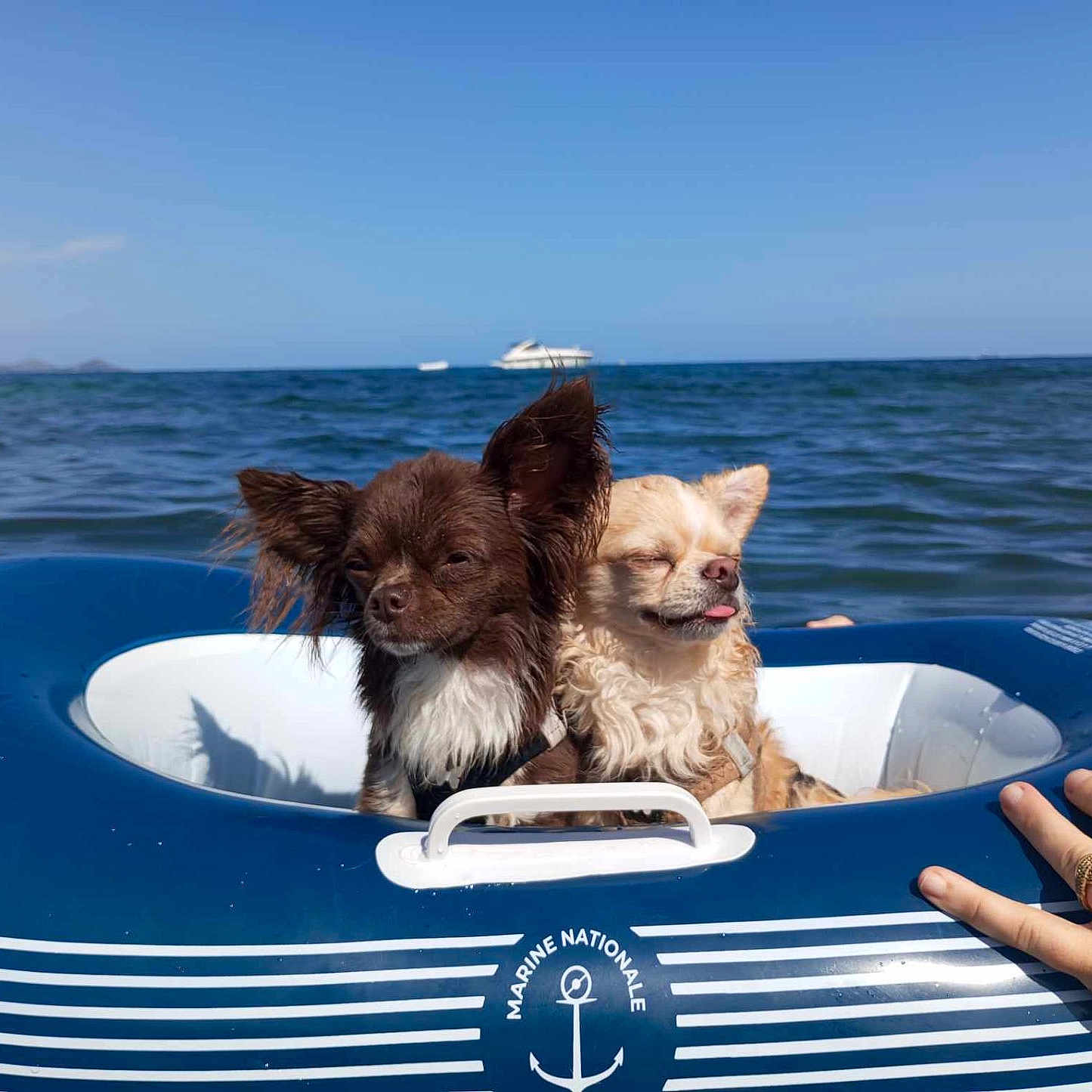Teilla Et Tilou a rejoint le concours — aidez-le/la à gagner de superbes lots ! dog, small_dog, chihuahua, inflatable_ring, ocean, sea, water, blue_sky, boat, hand, ring, sunlight, pet, summer, floating, animal, outdoor, playful, relaxing, vacation