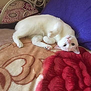 Onion is registered to the contest to win money with this photo: animal, bed, blanket, canine, cat, chair, couch, cushion, dog, furniture, homedecor, indoors, kitten, linen, manx, person, pet, puppy, quilt, sleeping