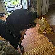 Max joined the competition — help win amazing prizes! dog, banana, indoor, hand, black_dog, wood_floor, open_door, daylight, collar, pet, animal, mammal, bite, food, human_hand, living_room, window, chain_collar, fur, house