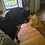 dog, banana, indoor, hand, black_dog, wood_floor, open_door, daylight, collar, pet, animal, mammal, bite, food, human_hand, living_room, window, chain_collar, fur, house