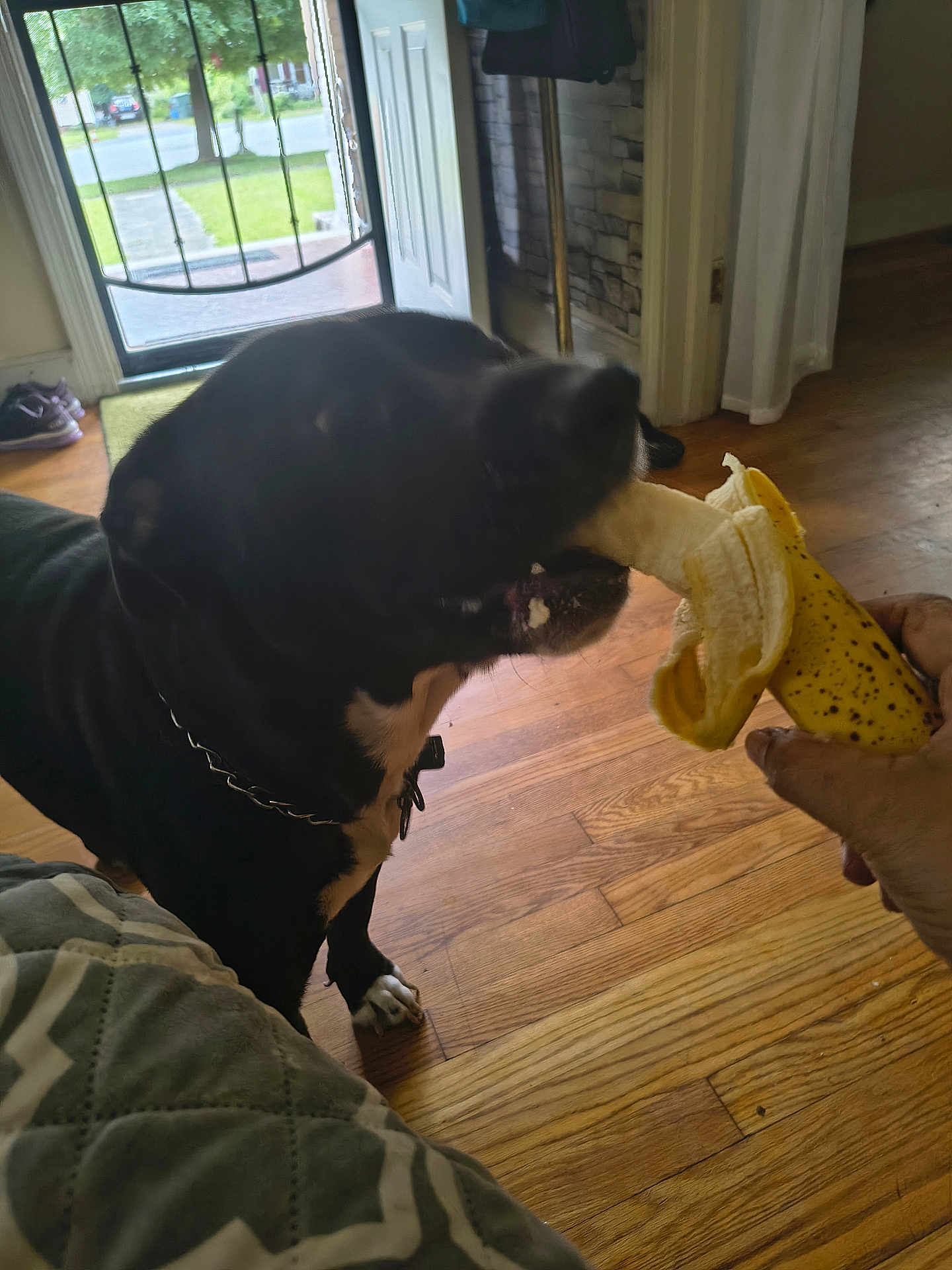 Max joined the competition — help win amazing prizes! dog, banana, indoor, hand, black_dog, wood_floor, open_door, daylight, collar, pet, animal, mammal, bite, food, human_hand, living_room, window, chain_collar, fur, house