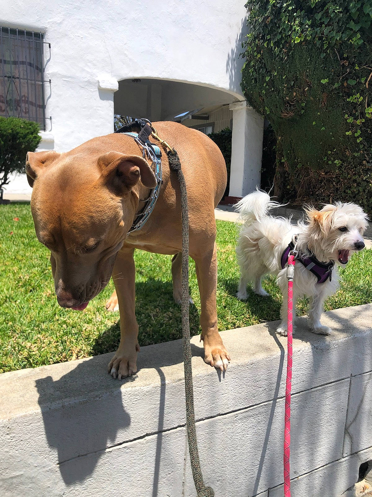 Rome is registered to the contest to win money with this photo: carnivore, collar, companion_dog, dog, dog_breed, dog_collar, dog_supply, fashion_accessory, fawn, grass, leash, liver, mammal, pet_supply, plant, sky, sporting_group, tail, vertebrate, working_animal