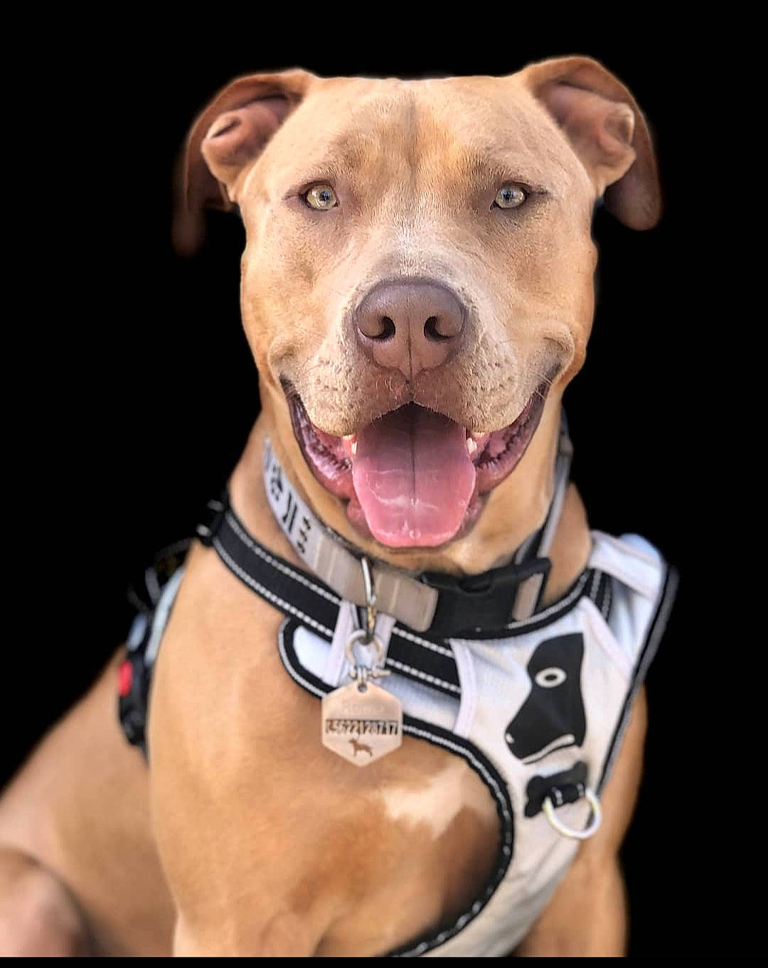 Rome joined the competition — help win amazing prizes! canidae, carnivore, collar, companion_dog, dog, dog_breed, dog_collar, dog_supply, fashion_accessory, fawn, jaw, leash, liver, pet_supply, snout, sporting_group, strap, whiskers, working_animal, working_dog