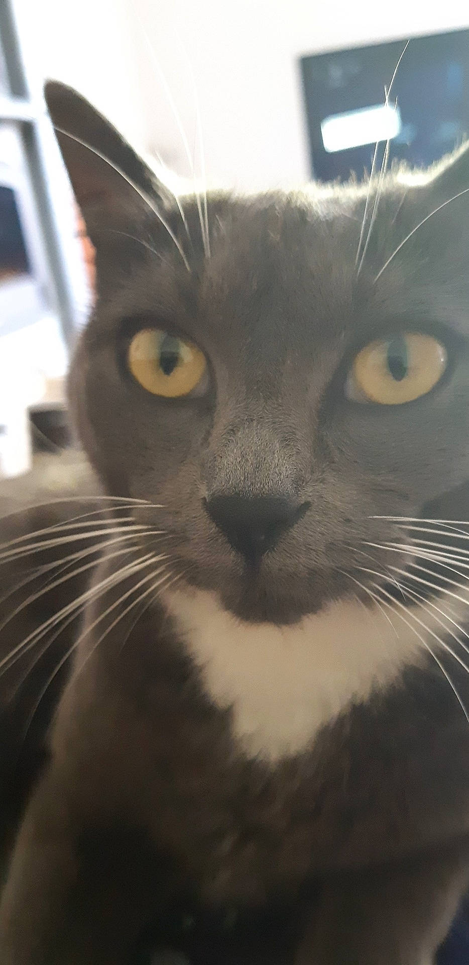 Minnie a rejoint le concours — aidez-le/la à gagner de superbes lots ! asian, black_cat, burmese, carnivore, cat, close_up, domestic_short_haired_cat, eye, felidae, mammal, nose, small_to_medium_sized_cats, snout, tonkinese, vertebrate, whiskers