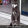 Minnie participe au concours pour gagner de l'argent avec cette photo : aegean_cat, asian, carnivore, cat, domestic_short_haired_cat, door, european_shorthair, felidae, fur, organism, photo_caption, photography, polydactyl_cat, sitting, small_to_medium_sized_cats, snapshot, snout, tail, whiskers, window