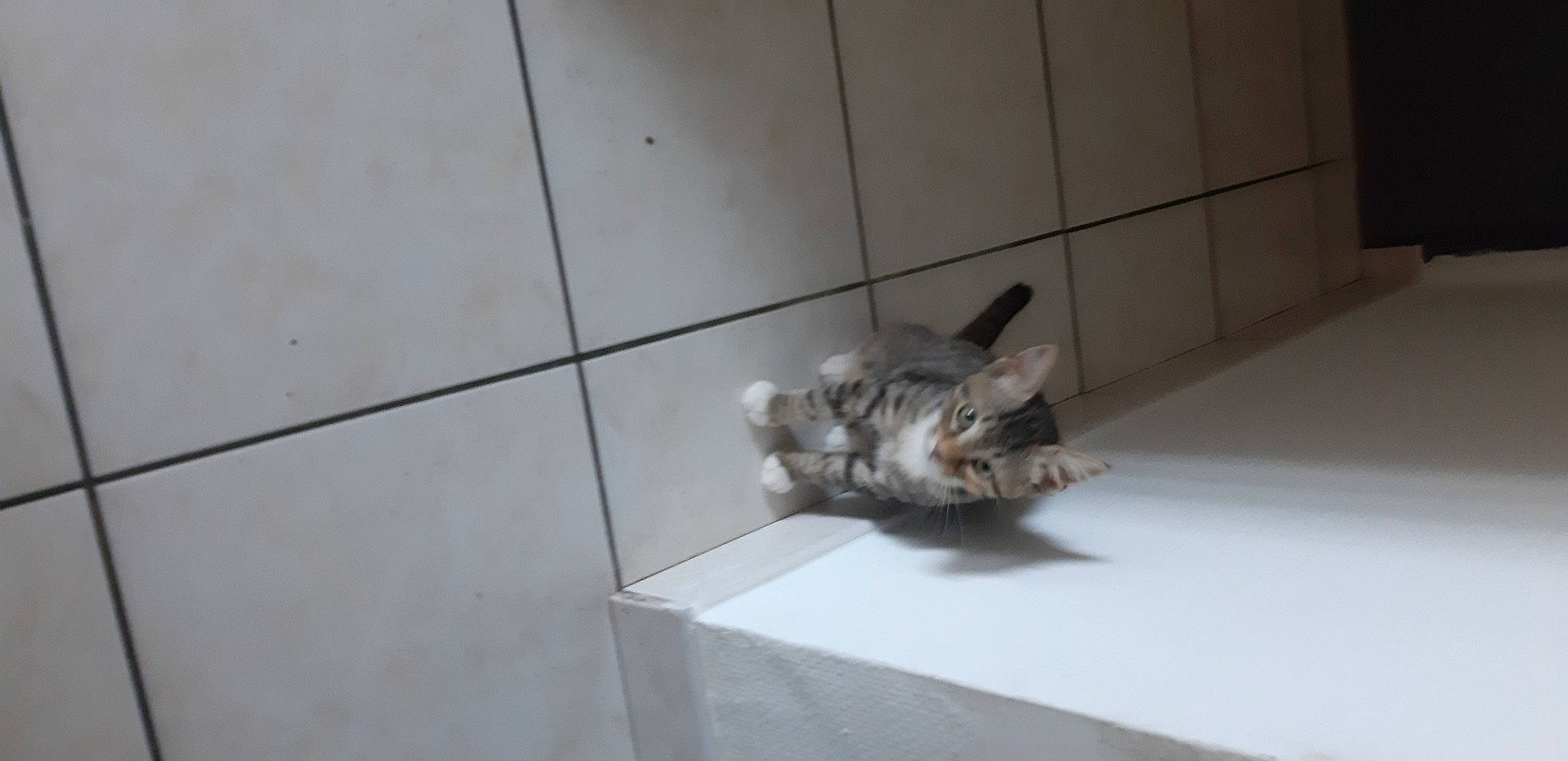 Ruby participe au concours pour gagner de l'argent avec cette photo : american_shorthair, bengal, carnivore, cat, domestic_short_haired_cat, felidae, floor, flooring, kitten, small_to_medium_sized_cats, tabby_cat, tail, tile, whiskers