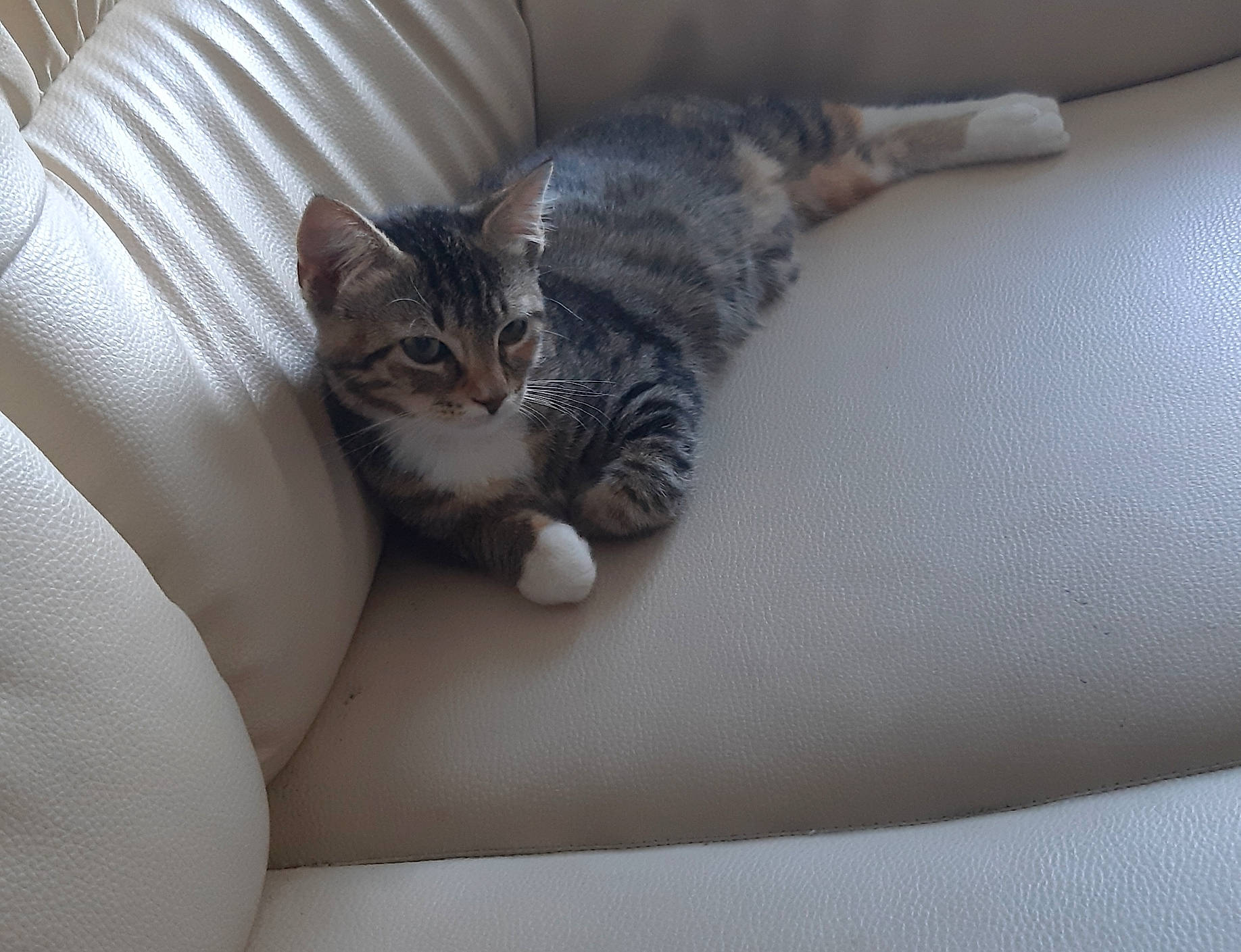 Ruby a rejoint le concours — aidez-le/la à gagner de superbes lots ! aegean_cat, american_shorthair, american_wirehair, asian, australian_mist, carnivore, cat, comfort, domestic_short_haired_cat, dragon_li, european_shorthair, felidae, fur, kitten, mammal, paw, polydactyl_cat, small_to_medium_sized_cats, tabby_cat, whiskers