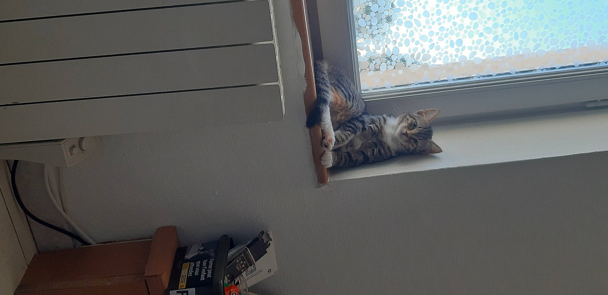 Ruby participe au concours pour gagner de l'argent avec cette photo : cat, felidae, floor, kitten, room, small_to_medium_sized_cats, window