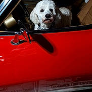Brady joined the competition — help win amazing prizes! dog, car, vintage_car, red_car, leather_seat, white_dog, inside, window, pet, animal, canine, curious, indoor, mat, holiday_decor, welcome_mat, decorative, vehicle, brown_interior, parked