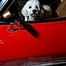 dog, car, vintage_car, red_car, leather_seat, white_dog, inside, window, pet, animal, canine, curious, indoor, mat, holiday_decor, welcome_mat, decorative, vehicle, brown_interior, parked
