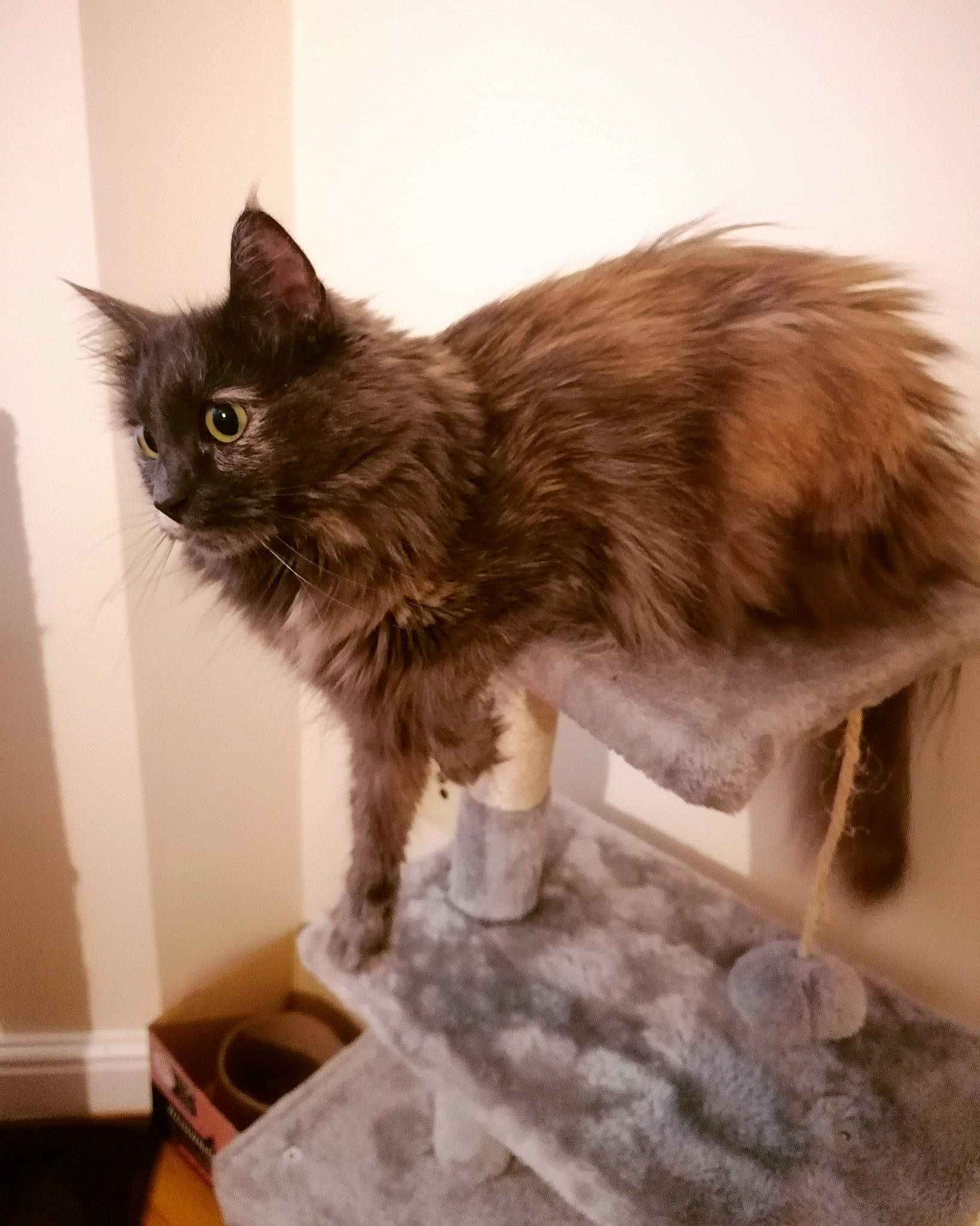 Pika joined the competition — help win amazing prizes! black_cat, canidae, carnivore, cat, cat_supply, claw, domestic_short_haired_cat, fawn, felidae, floor, flooring, fur, hardwood, paw, small_to_medium_sized_cats, snout, tail, terrestrial_animal, whiskers, wood