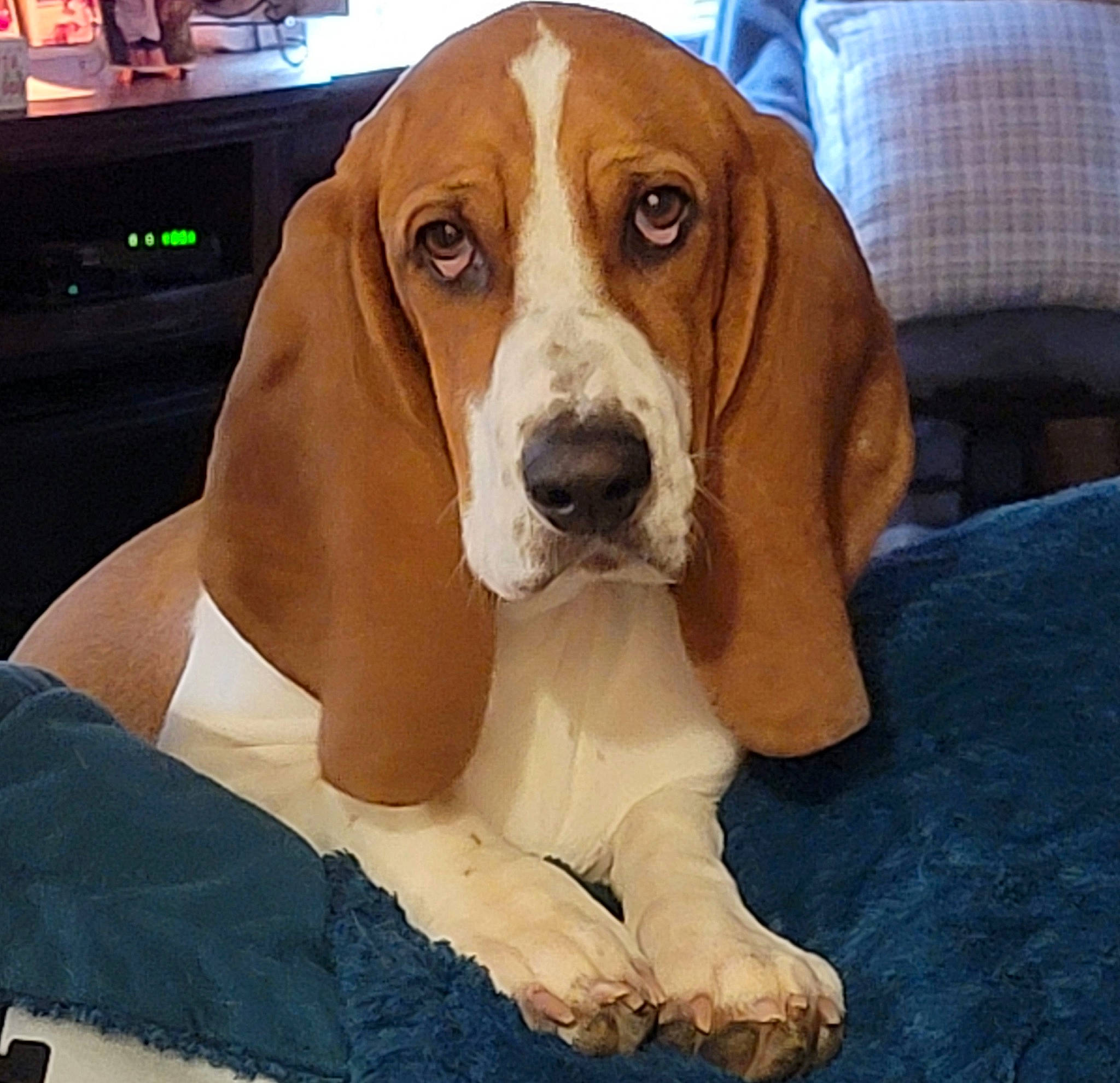 Shelby Lynn joined the competition — help win amazing prizes! canidae, carnivore, comfort, companion_dog, computer_keyboard, dog, dog_breed, dog_supply, fawn, home_appliance, hound, hunting_dog, liver, peripheral, scent_hound, snout, sporting_group, vehicle_door, working_animal