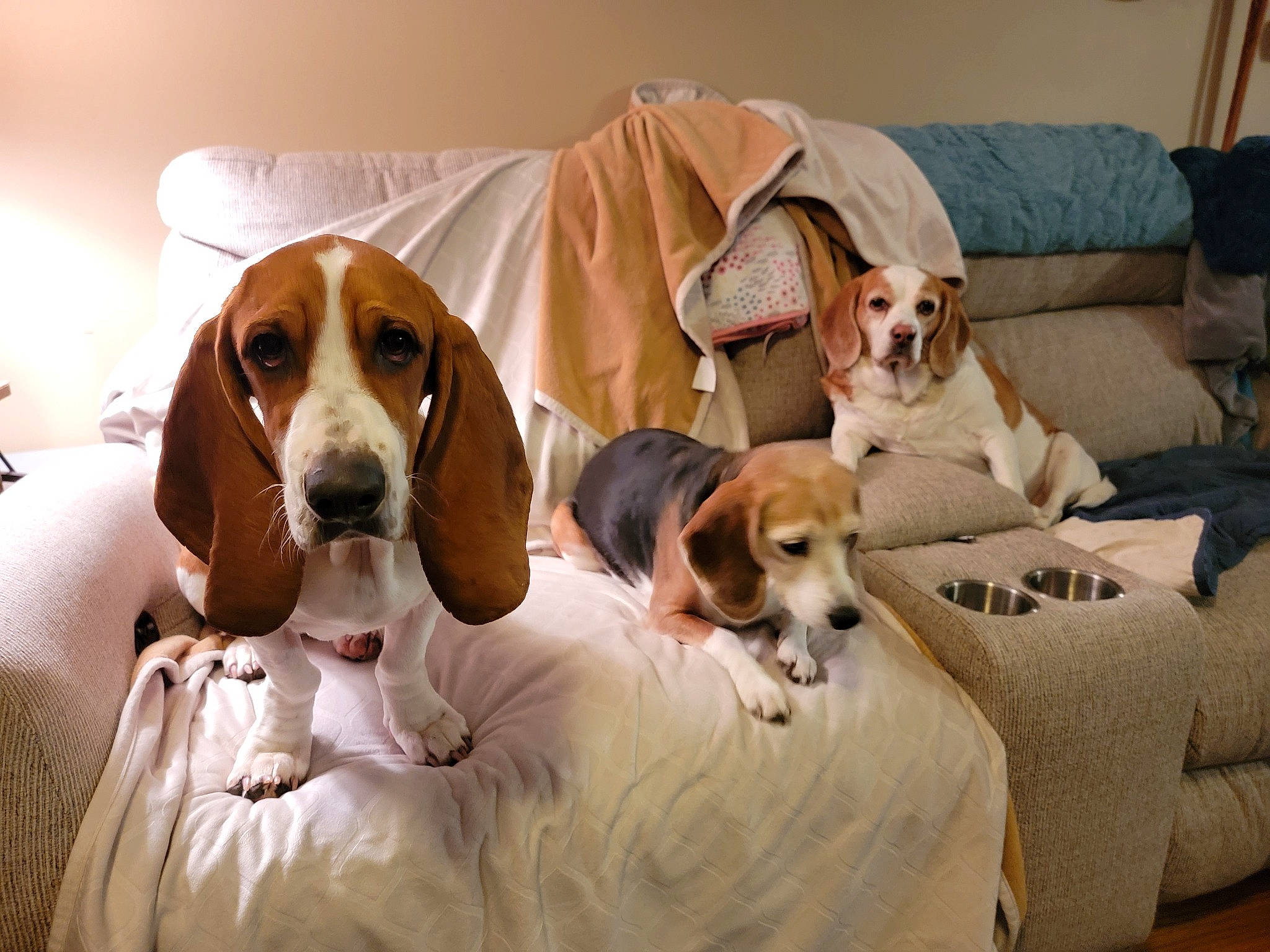 Shelby Lynn joined the competition — help win amazing prizes! canidae, carnivore, comfort, companion_dog, couch, dog, dog_breed, dog_supply, flooring, hound, hunting_dog, liver, living_room, mammal, pet_supply, pillow, scent_hound, sporting_group, vertebrate, working_animal