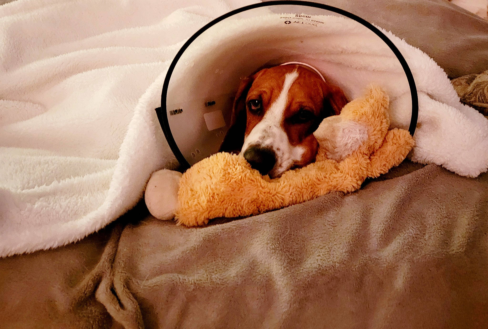 Shelby Lynn joined the competition — help win amazing prizes! ball, basset_hound, bored, canidae, carnivore, comfort, companion_dog, dog, dog_breed, dog_supply, fawn, hound, liver, paw, scent_hound, snout, sporting_group, tennis_ball, toy, working_animal