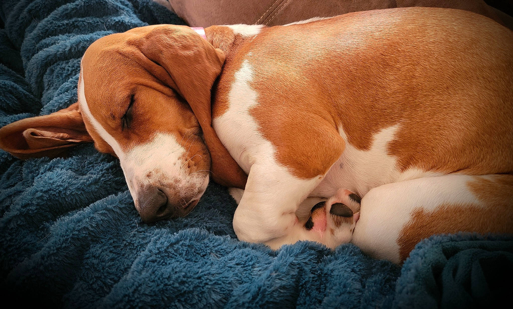 Shelby Lynn is registered to the contest to win money with this photo: canidae, carnivore, comfort, companion_dog, dog, dog_breed, ear, fawn, foot, fur, liver, nap, paw, puppy_love, sleep, snout, sporting_group, whiskers, working_animal, wrinkle