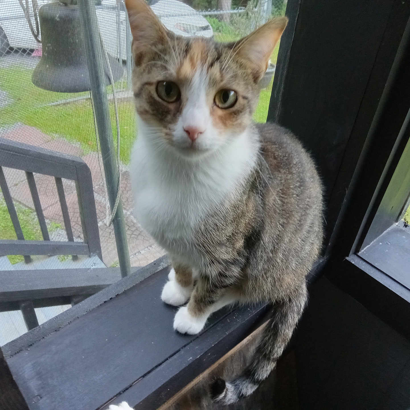 Daisy is registered to the contest to win money with this photo: animal, bell, cat, close_up, curious, domestic_cat, feline, green_lawn, house, indoor, looking, outdoor, pet, screen, sitting, stairs, tabby_cat, white_paws, window, window_ledge