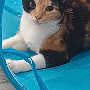 Cali joined the competition — help win amazing prizes! animal, blue_tunnel, calico_cat, cat, closeup, cute, domestic_cat, ears, fabric, feline, floor, fur, indoor, looking, paws, pet, relaxed, resting, whiskers, wood_floor