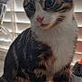 Tigger is registered to the contest to win money with this photo: abyssinian, advertisement, angora, animal, book, brush, cat, device, egyptiancat, homedecor, kitten, manx, pet, plush, poster, publication, snout, text, tool, toy