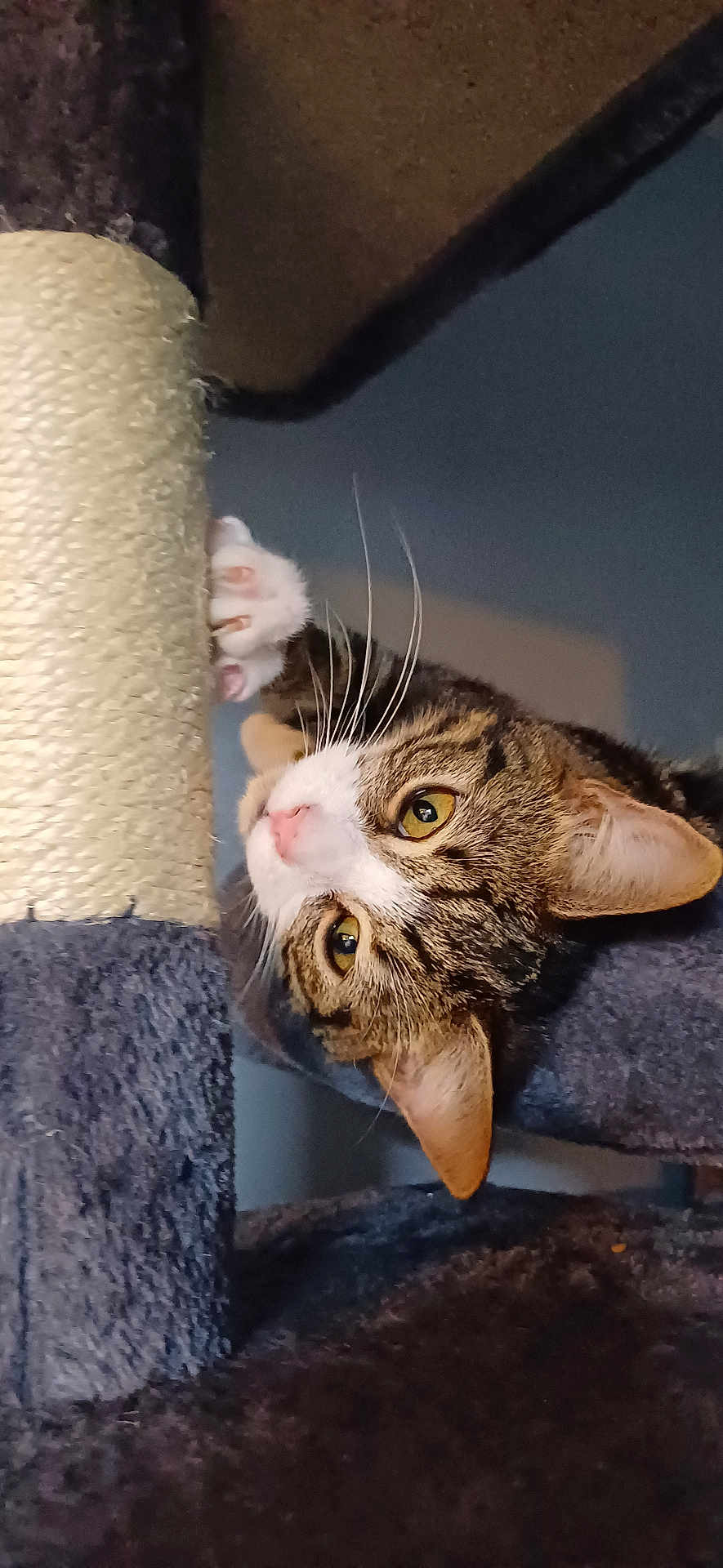 Tigger