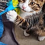 Tigger joined the competition — help win amazing prizes! abyssinian, angora, animal, broom, brush, cat, clothing, device, footwear, indoors, interiordesign, kitten, manx, pants, pet, plush, shoe, tool, toothbrush, toy