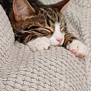 Tigger joined the competition — help win amazing prizes! abyssinian, animal, bed, blanket, bodypart, cat, couch, furniture, homedecor, kitten, linen, manx, mouth, ocelot, person, pet, quilt, sleeping