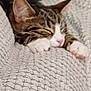 abyssinian, animal, bed, blanket, bodypart, cat, couch, furniture, homedecor, kitten, linen, manx, mouth, ocelot, person, pet, quilt, sleeping