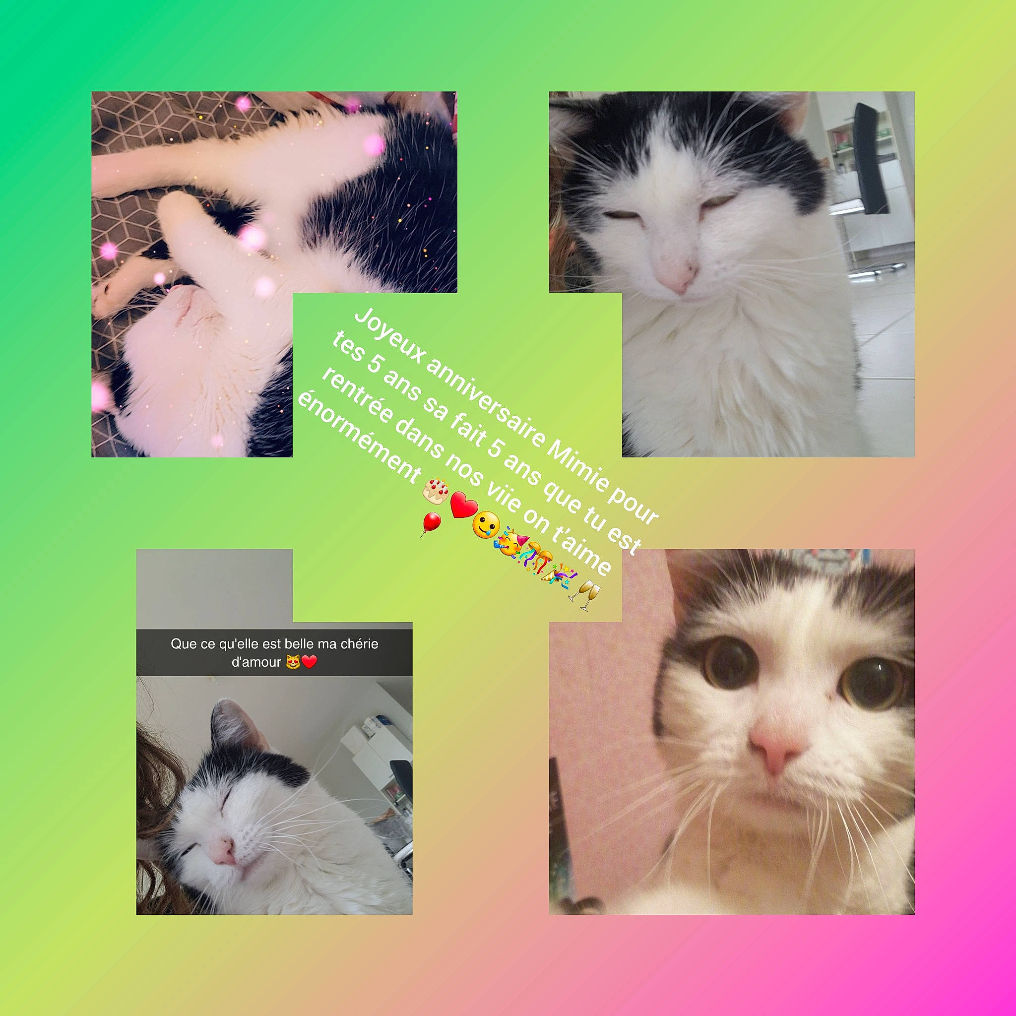 Mimie a rejoint le concours — aidez-le/la à gagner de superbes lots ! art, beauty, carnivore, cat, collage, eyelash, felidae, font, fur, iris, mammal, nose, organism, paw, photo_caption, skin, small_to_medium_sized_cats, snout, tail, whiskers