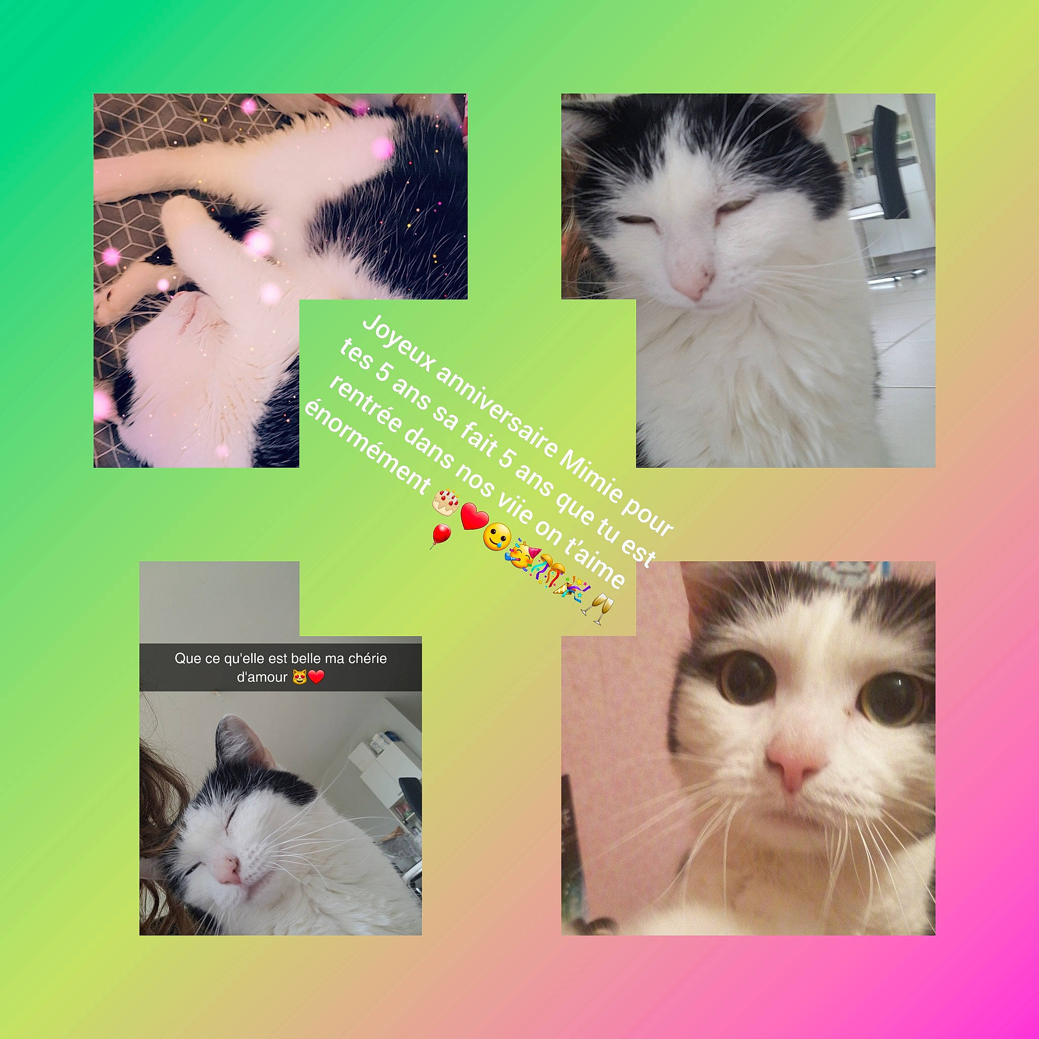 Mimie a rejoint le concours — aidez-le/la à gagner de superbes lots ! art, beauty, carnivore, cat, collage, eyelash, facial_expression, felidae, font, fur, iris, mammal, nose, organism, paw, photo_caption, skin, small_to_medium_sized_cats, snout, whiskers