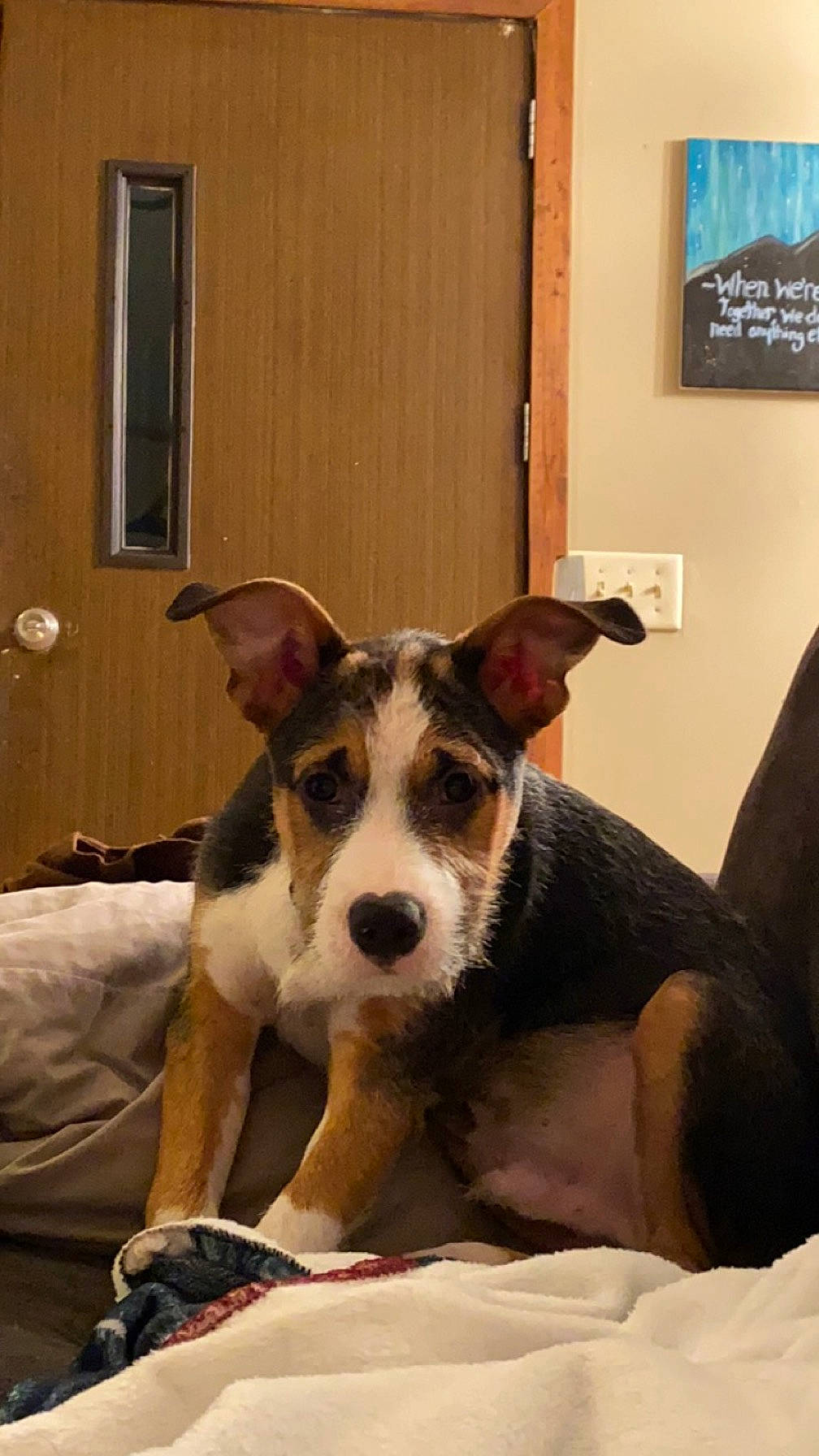 Rex is registered to the contest to win money with this photo: art, carnivore, collar, comfort, companion_dog, couch, dog, dog_breed, fawn, flooring, picture_frame, puppy, sporting_group, terrestrial_animal, terrier, whiskers, window, wood, working_animal, working_dog