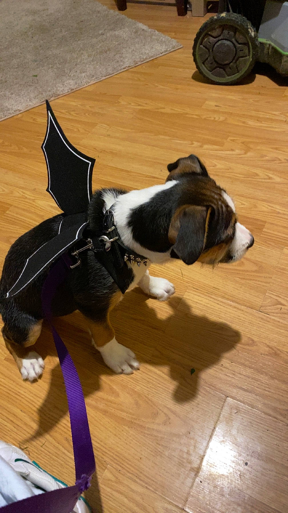 Rex is registered to the contest to win money with this photo: canidae, carnivore, collar, companion_dog, dog, dog_breed, dog_collar, dog_supply, fawn, floor, flooring, hardwood, laminate_flooring, leash, pet_supply, snout, sporting_group, tail, wood, working_animal