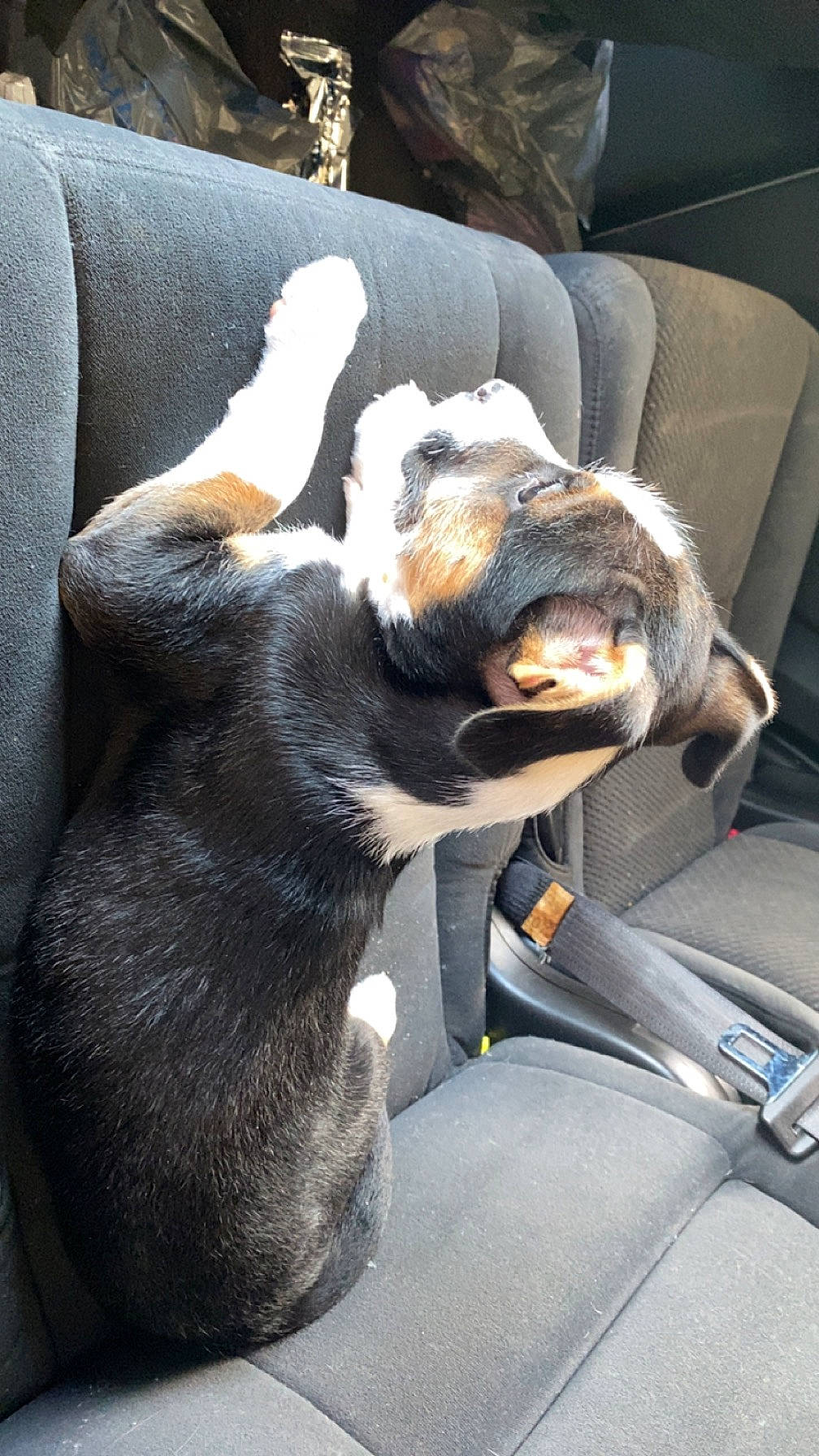 Rex joined the competition — help win amazing prizes! auto_part, automotive_exterior, canidae, car, car_seat, car_seat_cover, carnivore, comfort, companion_dog, dog, dog_breed, fur, motor_vehicle, snout, sporting_group, steering_wheel, vehicle, vehicle_door, whiskers, windshield