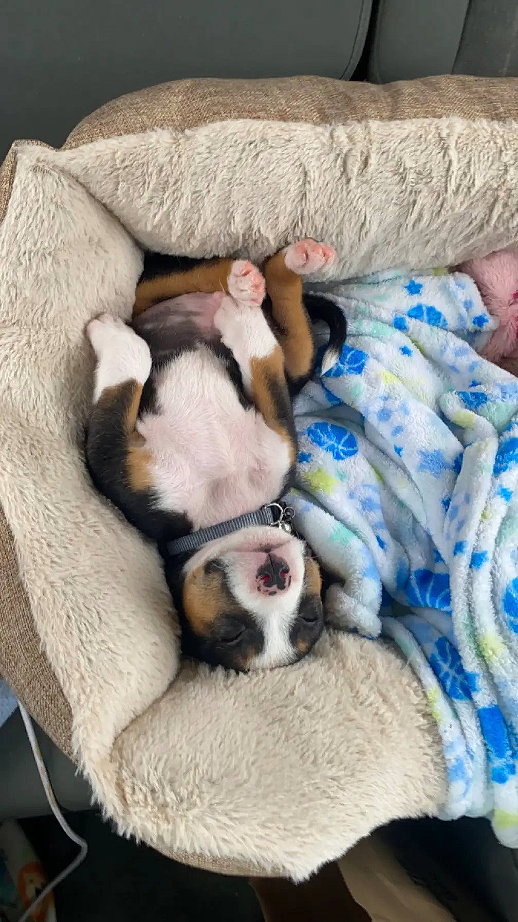 Rex is registered to the contest to win money with this photo: bedding, blanket, canidae, carnivore, comfort, companion_dog, dog, dog_breed, duvet, fawn, felidae, fur, linens, nap, paw, sleep, small_to_medium_sized_cats, sporting_group, tail, toy_dog