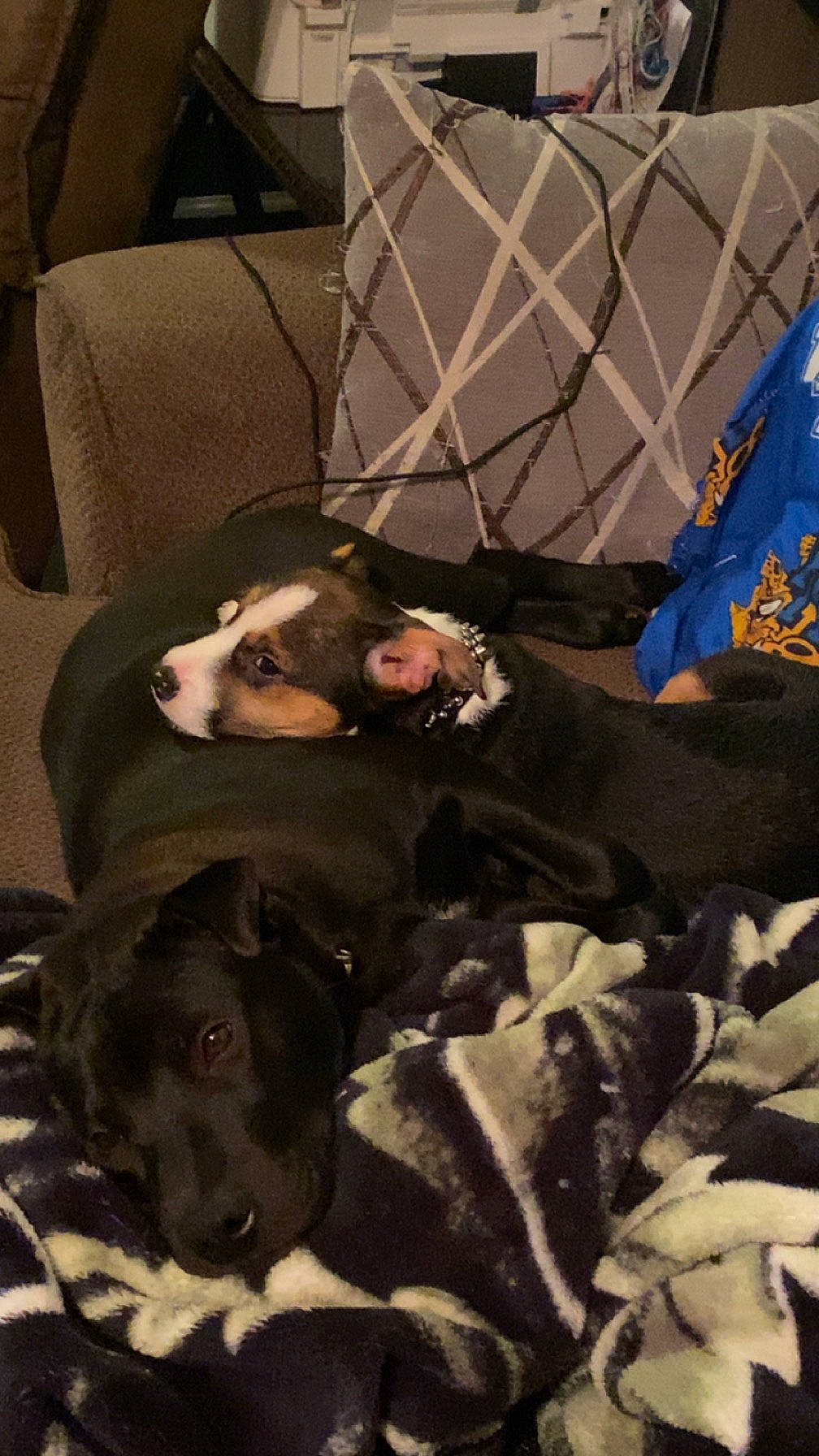 Bear is registered to the contest to win money with this photo: canidae, carnivore, comfort, companion_dog, dog, dog_breed, event, fawn, fur, guard_dog, hunting_dog, mammal, non_sporting_group, snout, sporting_group, vertebrate, whiskers, working_animal, working_dog