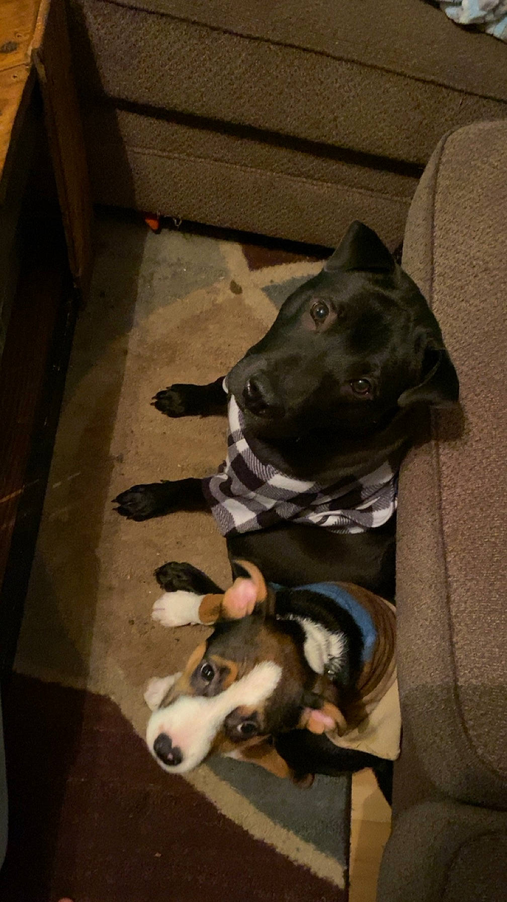 Bear is registered to the contest to win money with this photo: canidae, carnivore, comfort, companion_dog, dog, dog_breed, dog_supply, fawn, guard_dog, non_sporting_group, pet_supply, snout, sporting_group, tail, terrestrial_animal, working_animal