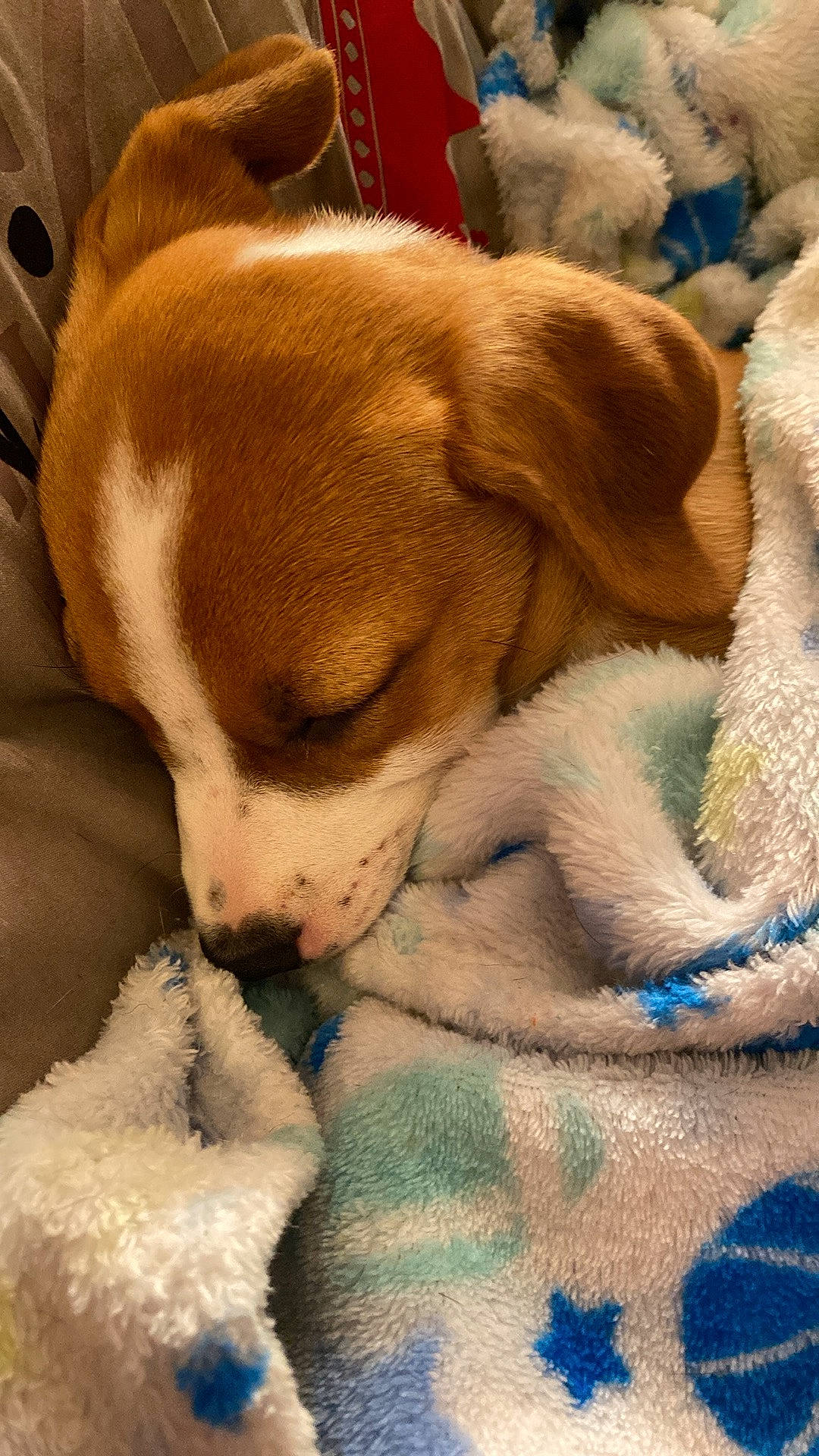 Luna Bug is registered to the contest to win money with this photo: bedtime, canidae, carnivore, comfort, companion_dog, dog, dog_breed, ear, fawn, fur, linens, nap, puppy, puppy_love, sleep, snout, sporting_group, toy_dog, whiskers, working_animal