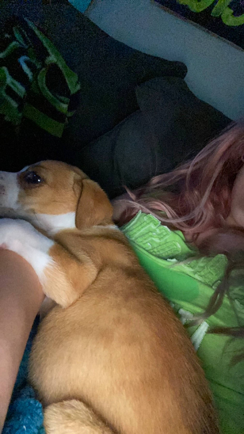 Luna Bug joined the competition — help win amazing prizes! canidae, carnivore, comfort, companion_dog, dog, dog_breed, fawn, linens, nap, paw, rampur_greyhound, sporting_group, terrestrial_animal, whiskers, working_animal