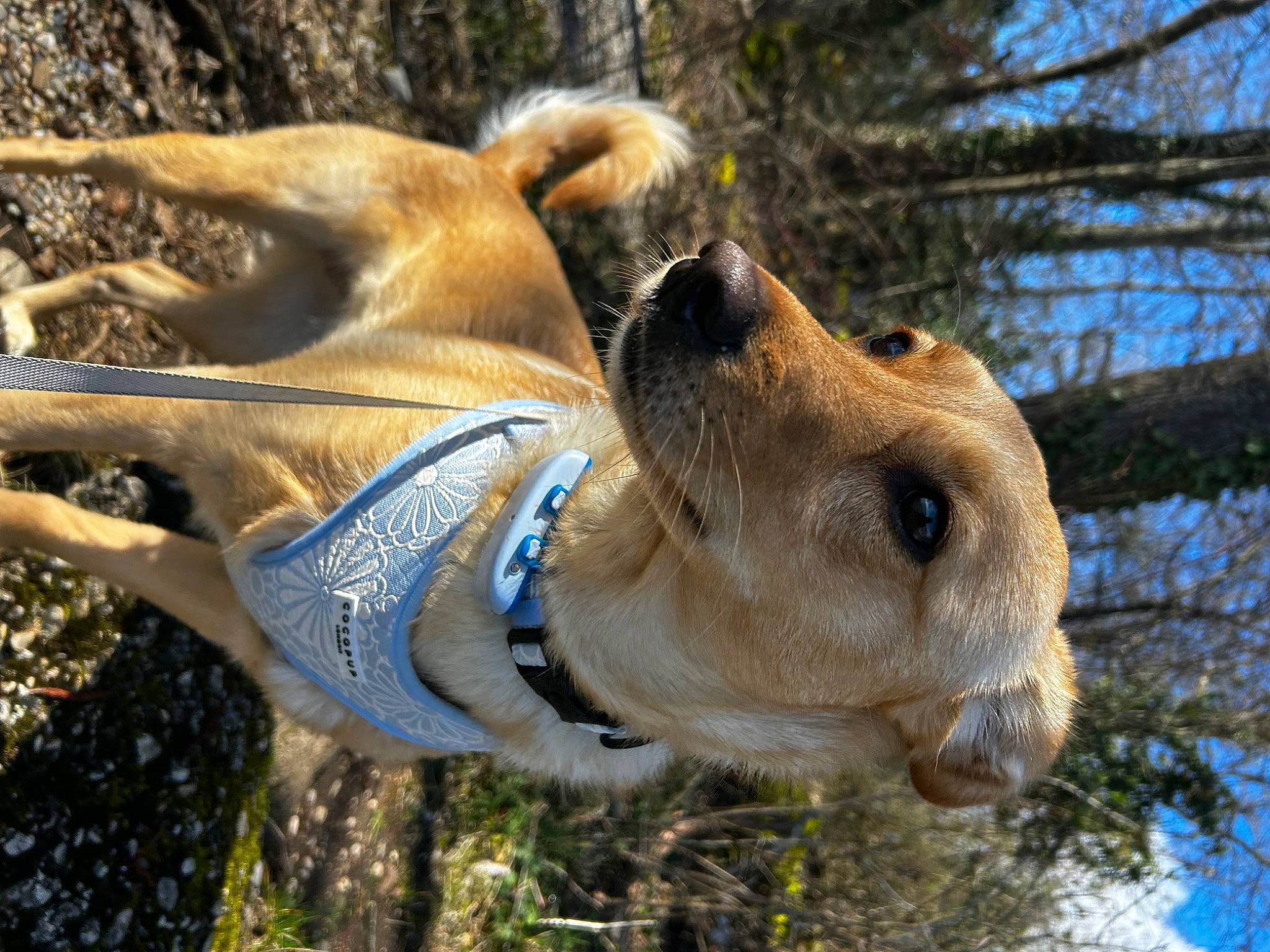 Twinky a rejoint le concours — aidez-le/la à gagner de superbes lots ! canidae, carnivore, collar, companion_dog, dog, dog_breed, dog_collar, fawn, leash, pack_animal, pet_supply, plant, sky, snout, sporting_group, terrestrial_animal, tree, whiskers, wildlife, working_animal