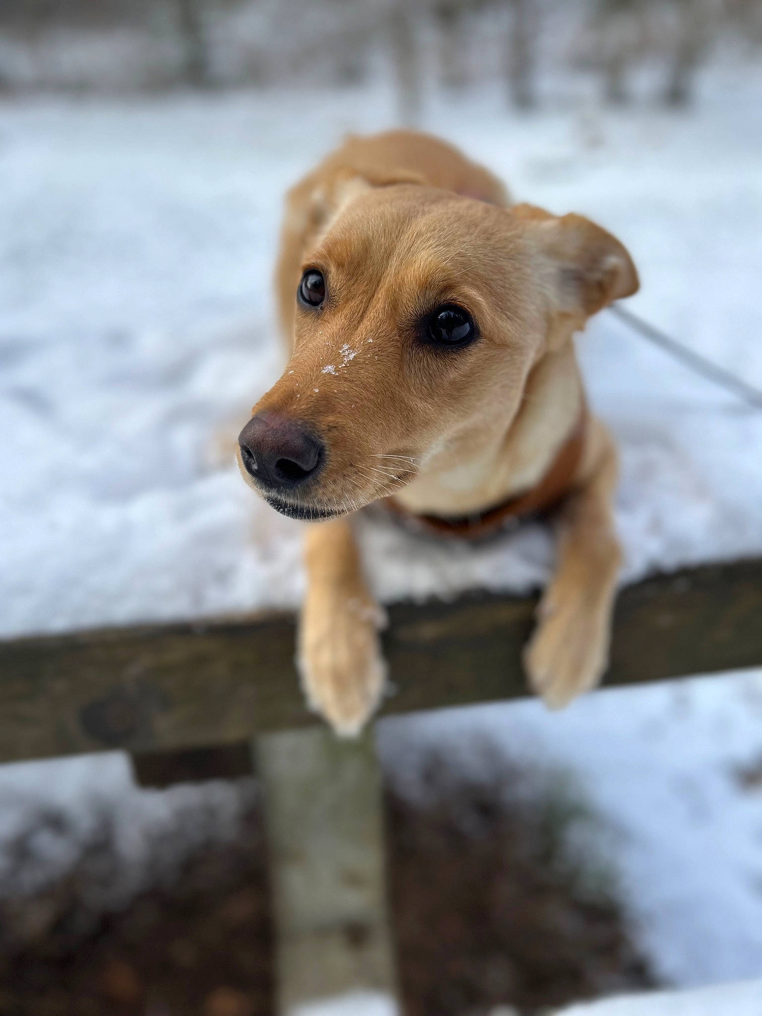 Twinky a rejoint le concours — aidez-le/la à gagner de superbes lots ! carnivore, collar, companion_dog, dog, dog_breed, dog_collar, ear, fawn, liver, pet_supply, precipitation, snout, snow, sporting_group, tail, terrestrial_animal, whiskers, winter, wood, working_animal