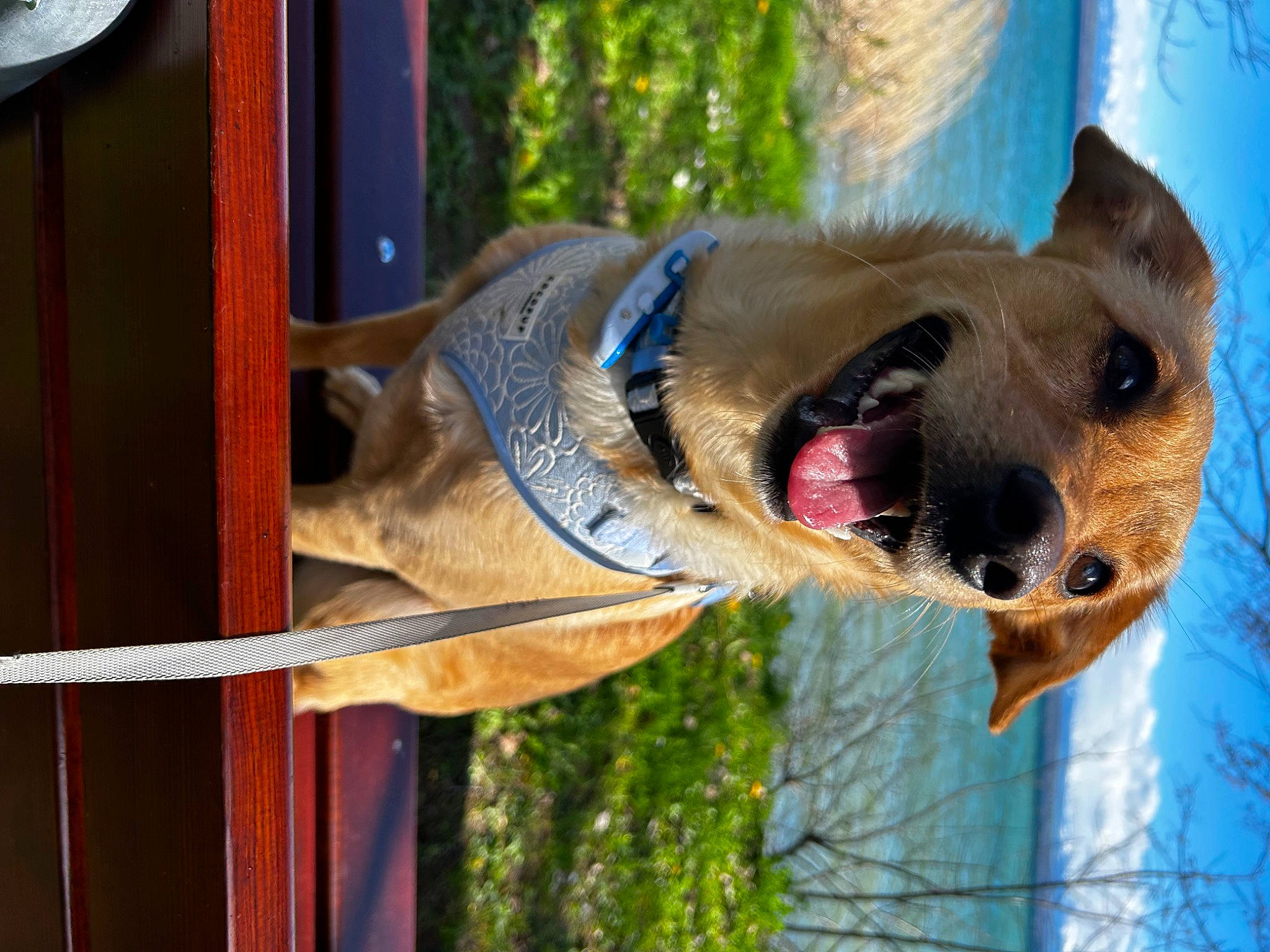 Twinky a rejoint le concours — aidez-le/la à gagner de superbes lots ! biting, canidae, carnivore, collar, companion_dog, dog, dog_breed, fawn, fur, old_german_shepherd_dog, pet_supply, snout, sporting_group, terrestrial_animal, tree, trunk, whiskers, wildlife, wood, working_animal