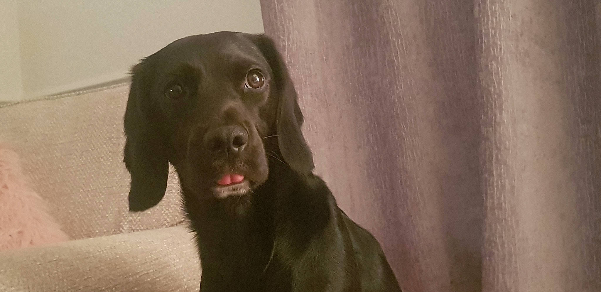 Mac joined the competition — help win amazing prizes! borador, carnivore, companion_dog, curtain, dog, dog_breed, dog_collar, fawn, grey, gun_dog, liver, plant, pointing_breed, retriever, snout, sporting_group, terrestrial_animal, tints_and_shades, whiskers, working_animal