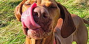 Otis joined the competition — help win amazing prizes! dog, canine, outdoor, grass, field, tongue, licking, red_collar, sunlight, happy, pet, animal, nature, ears, snout, brown_coat, summer, daytime, blue_sky, clouds
