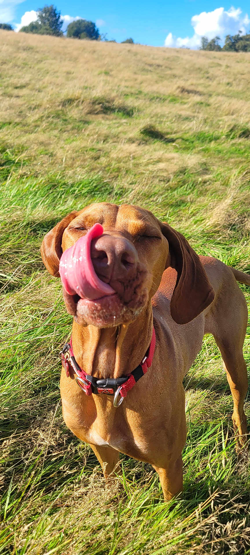Otis